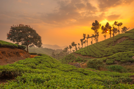 Tea plantations in Munnar, Kerala, India