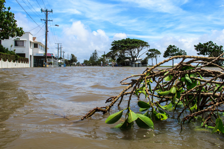 Branch Broken by Flood Waters in the Suburbs