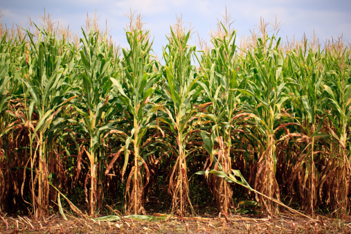 Rows of corn ready for harvest