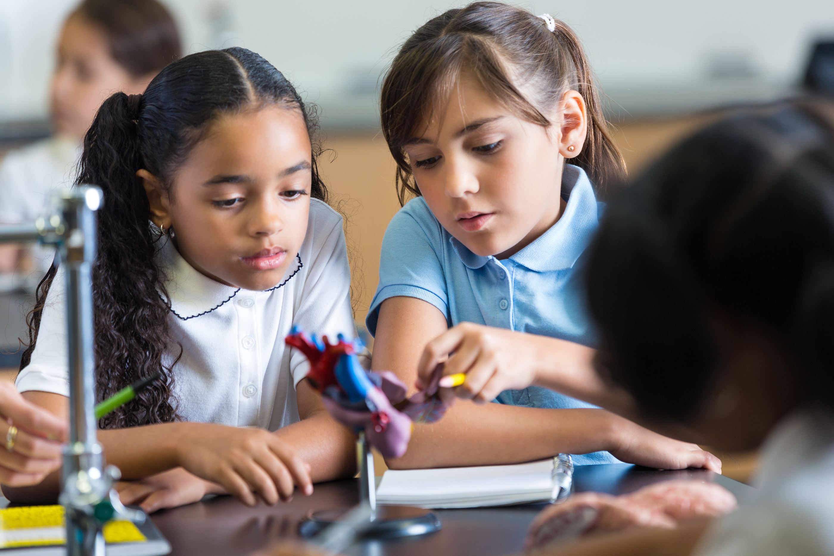 Elementary school girls studying heart model in science class